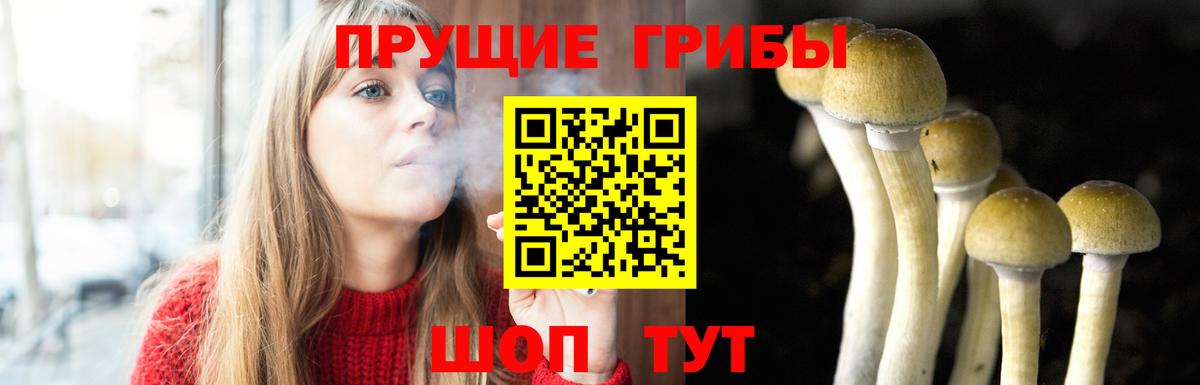 Псилоцибиновые грибы Psilocybe Котлас